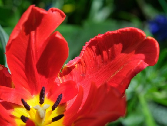Nahaufnahme eines roten gewellten Blütenblattes einer Tulpe.