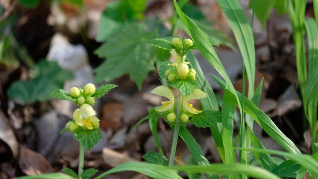 Goldnesselblüten an einem Trieb. Sie sin seitlich zu sehen und sehen aus, als wären sie eigentlich rund hätten geöffnete Münder. Über ihnen, jeweils durch einen Ring von grünen Blättern getrennt, weitere Blüten, die noch voll erblühen müssen.
