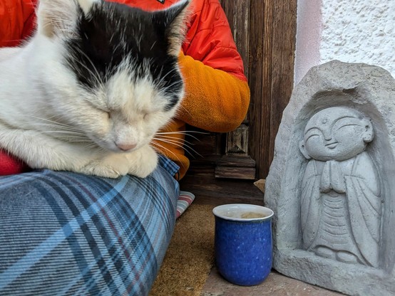 eine kleine fast weiße Katze liegt mit geschlossenen Augen auf einem untergeschlagenen Bein.nEine blaue Tasse steht vor einer kleinen Buddhafigur
