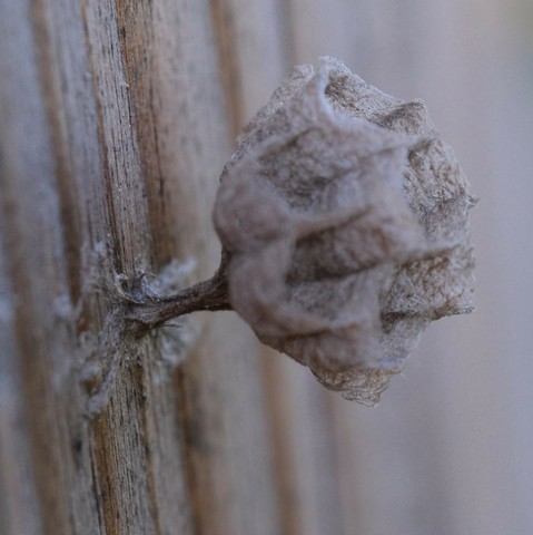 Nahaufnahme eines Neubaus eines Wespennestes von der Seite.nEs ist der Fuß mit der Verklebung am Holz zu sehen und 11 offene Waben