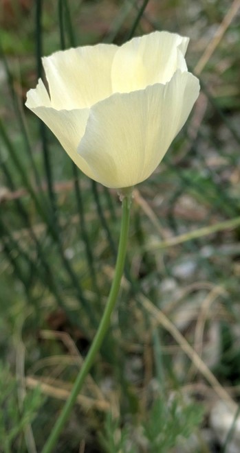 eine beige geöffnete Blüte vom kalifornischen Mohn von der Seite fotografiert 