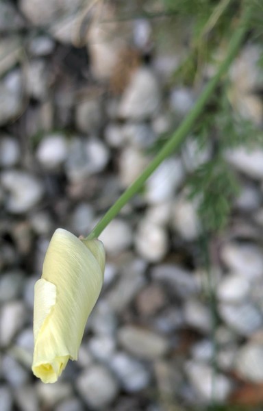 eine noch geschlosse zusammen gerollte beige Blüte vom kalifornischen Mohn von oben fotografiert. Drunter Kies