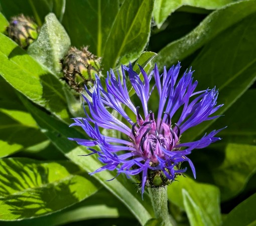 eine lila geöffnete Blüte einer Flockenblume und zwei geschlossene Knospen schräg dahinter 