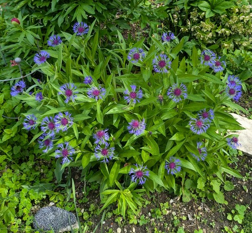 viele lila blühende Flockenblumen