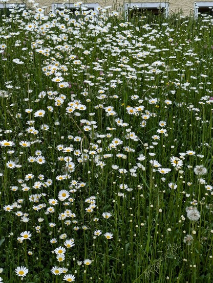 viele blühende Margeriten an einem kleinen Hang mit Fenstern von einem Haus im Hintergrund.