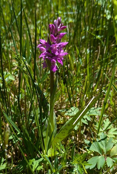 ein dunkelrosa blühendes Knabenkraut steht in einer Wiese