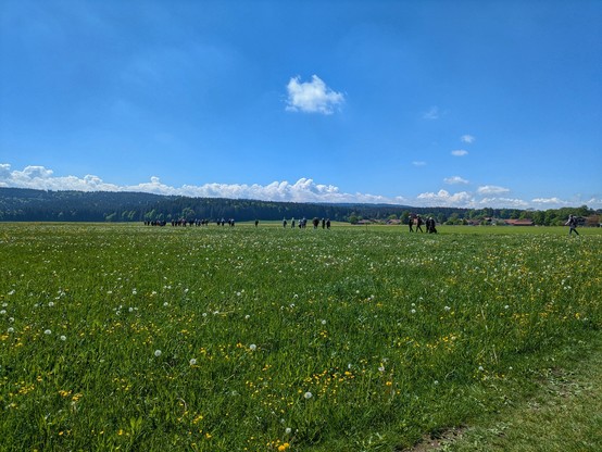 Wiesen, die zum Teil gelb blühen, dahinter grüner Wald, am Horizont weiße Wolken und drüber blauer Himmel 