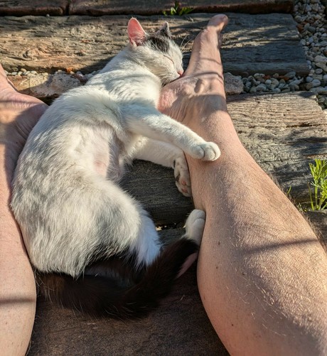 eine fast weiße kleine Katze hat sich zwischen ausgestreckte Beine gelegt und die Augen geschlossen 