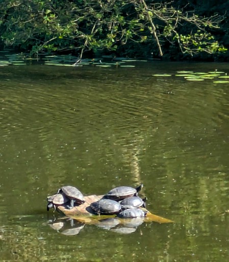 ein Haufen Schildkröten sitzen in der Sonne auf einem Stein mitten im Wasser 