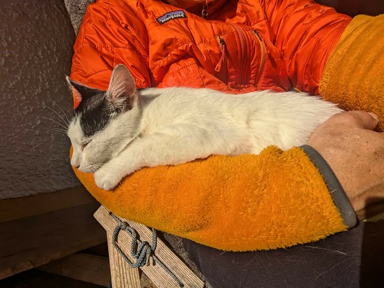 eine kleine fast weiße Katze liegt auf dem Arm mit geschlossenen Augen 
