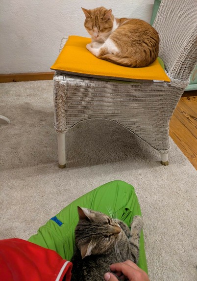 auf einem Stuhl liegt eine rotweiße Katze mit geschlossenen Augen und auf dem Boden davor liegt auf untergeschlagenen Beinen eine graugetigerte Katze