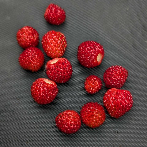 einige reife rote Walderdbeeren liegen auf dunklem Untergrund 