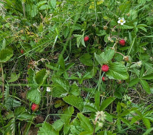 in einer niedrigen Wiese blühen und tragen Walderdbeeren 