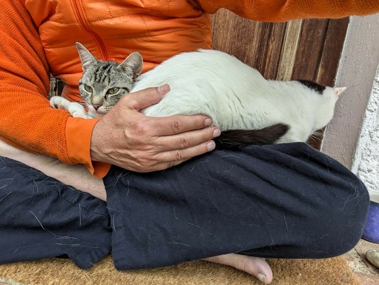 zwei kleine Katzen liegen auf untergeschlagenen Beinen 