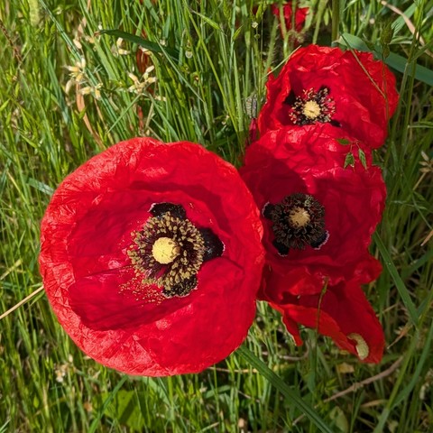 mehrer tiefrote Blüten von Mohn