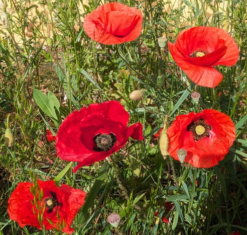mehrere rote und eine tiefrote Blüte von Mohn