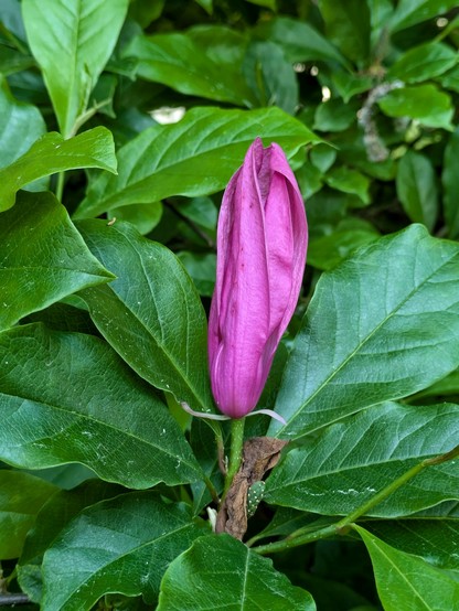 eine lila Blüte, noch nicht ganz geöffnet, einer Magnolie zwischen lauter grünen Blättern 