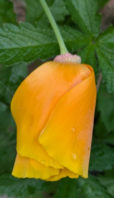 eine orange Blüte, noch nicht ganz geöffnet, von oben fotografiert 
