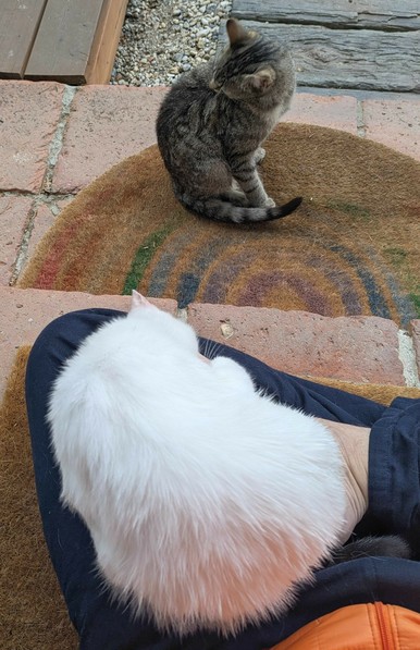 zwei kleine Katzen sitzen und putzen sich.ndie fast weiße Katze sitzt auf untergeschlagenen Beinen 