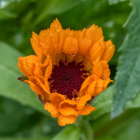 Foto einer sich öffnenden orangen Ringelblumenblüte. drunter grüne Blätter 