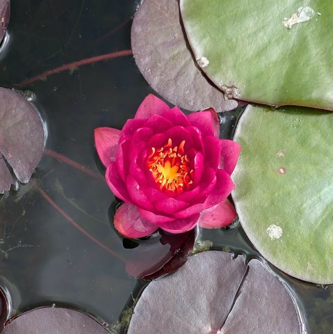 rote geöffnete Blüte einer Seerose von oben 