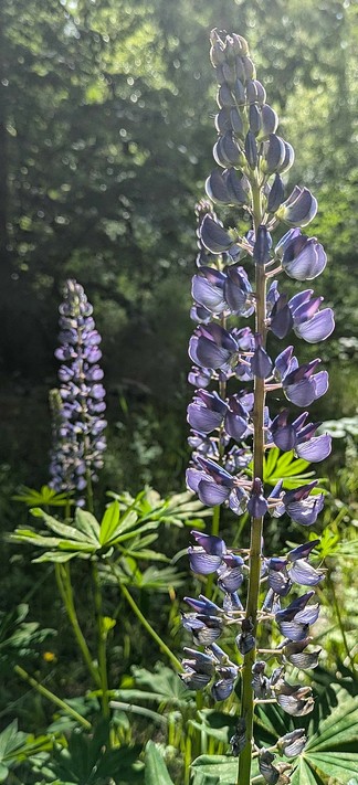 lila geöffnete Blüten einer Lupine und im Hintergrund eine zweite lila Blüte im Grünen 