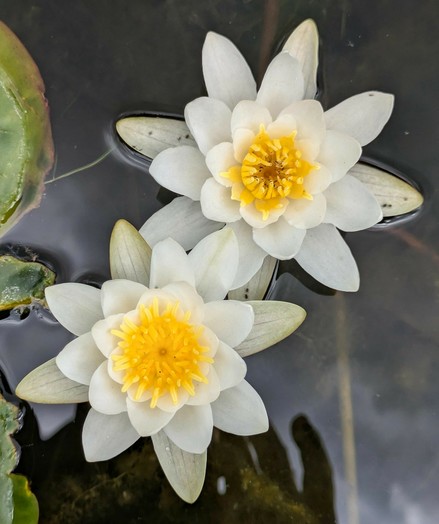zwei geöffnete weiße Blüten von Seerosen von oben