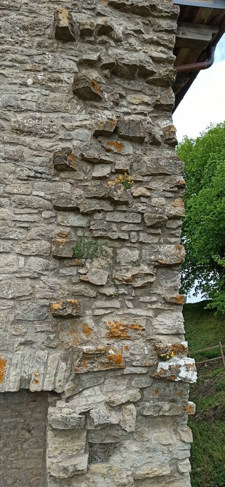 Auf einer Steinmauer haben sich kleine Pflanzen festgekrallt und blühen gelb. Die Ecke aus Stein mit den Vorsprüngen ist zusätzlich noch mit anderen Moosen bewachsen. unten links sieht man ein zugemauertes Fenster mit Halbrundbogen.