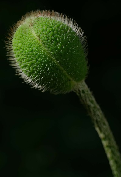 Nahaufnahme einer grünen behaarten kugeligen geschlossenen Knospe von Schlafmohn