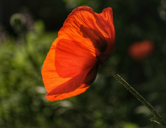 eine rote Blüte vom Schlafmohn wird von der Sonne durchleuchtet und im Hintergrund ist eine ungeöffnete Mohnknospe und eine weitere rote Blüte 