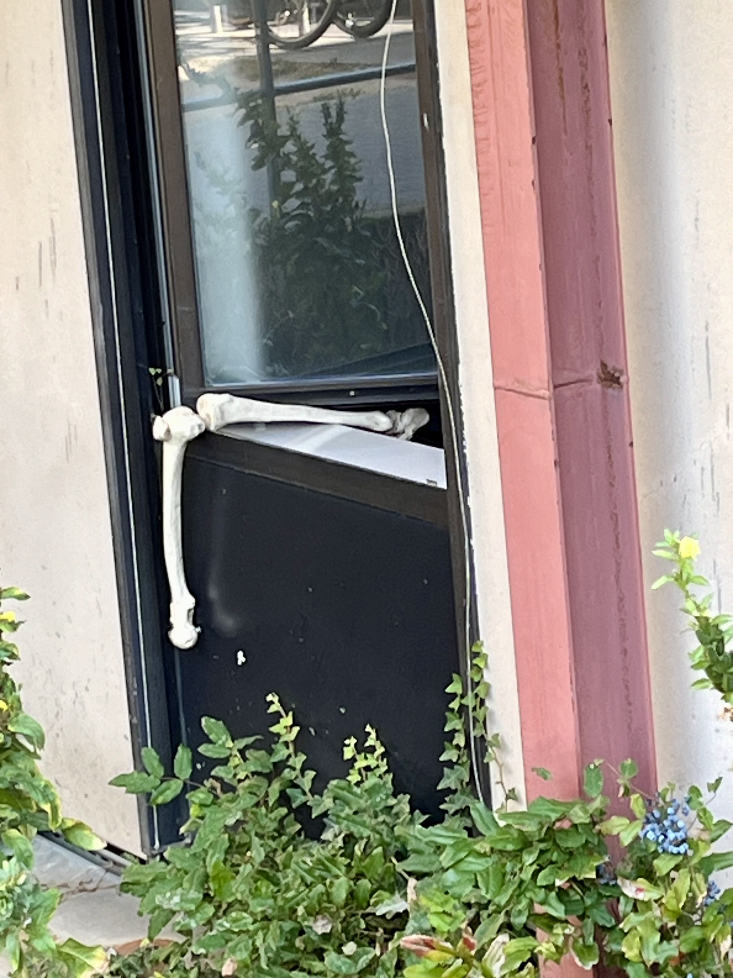 Arm-oder Beinknochen eines Skelett halten ein Fenster im Erdgeschoss der Klinik offen