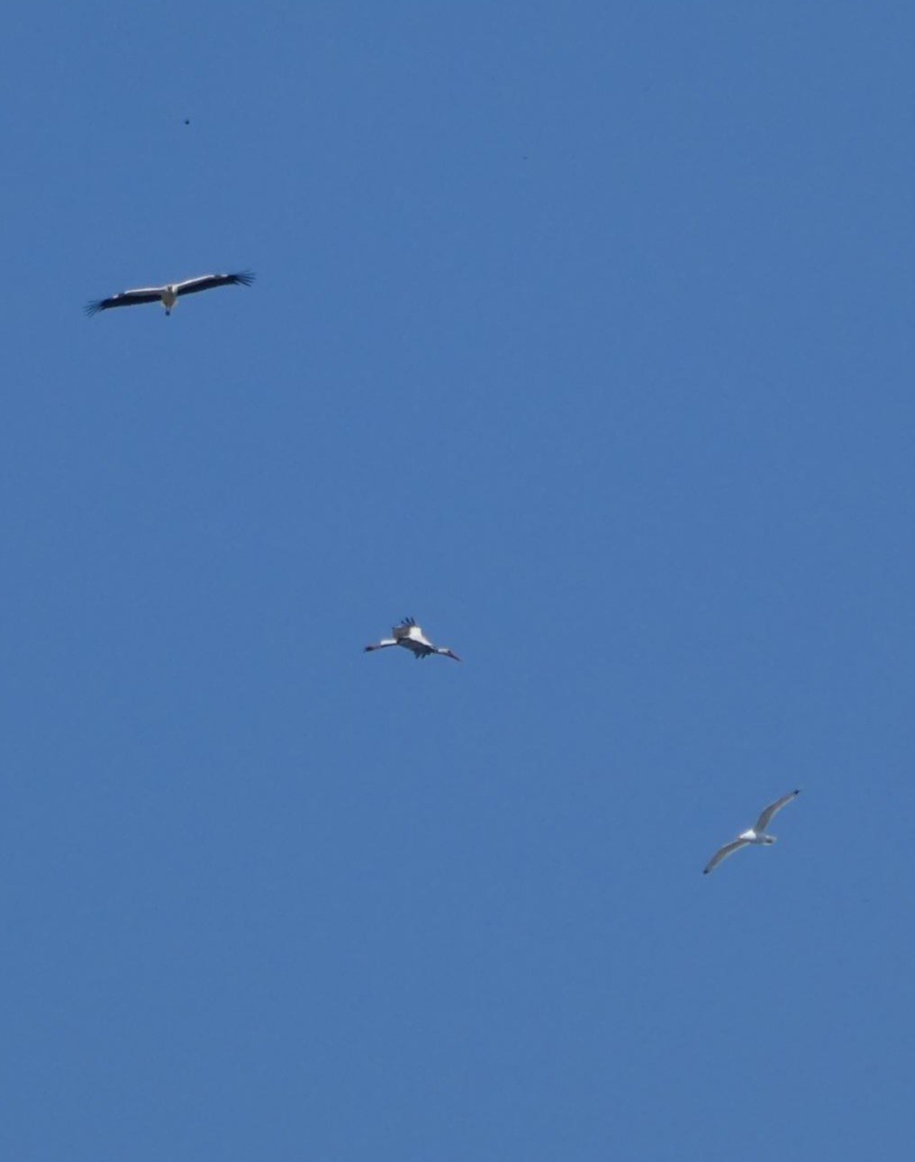 Zwei Weißstörche und eine Möwe am blauen Himmel über Berlin.