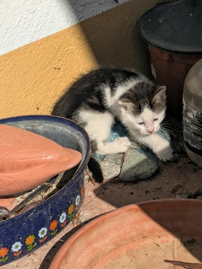 eine sehr kleine Katze sitzt im Halbschatten vor der Wand 