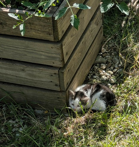 ein kleines Katzenjunges sitzt im Gras vor einem hölzernen Pflanzkasten