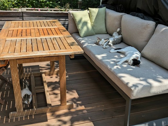 Zwei Katzen liegt ausgestreckt auf einer Couch auf der Terrasse im Schatten, die dritte im Schatten unter dem Tisch 