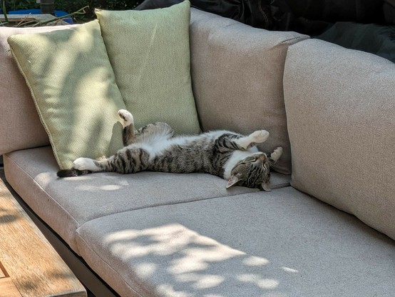 eine Katze liegt ausgestreckt auf dem Rücken auf einer Couch auf der Terrasse im Schatten 