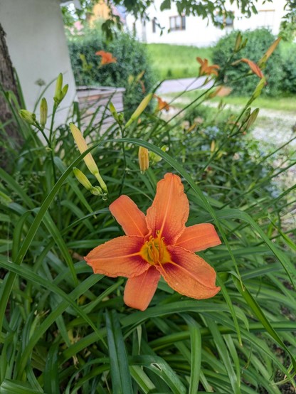 eine orange Blüte einer Lilie im Schatten 