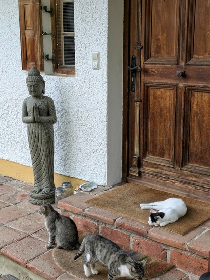 vor einem Haus mit einer großen alten hölzernen Haustür verteilen sich 3 Katzen. Eine stehende Buddhastatue links neben dem Eingang 