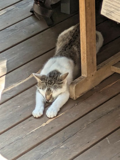 eine weißgetigerte Katze liegt auf dem Bauch mit nach vorne ausgestreckten Beinen im Schatten auf einer Holzterrasse und schläft 