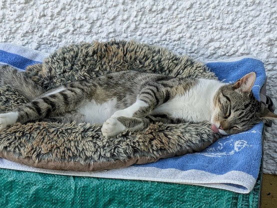 eine weißgetigerte Katze schläft im Liegen auf der Seite. Die rosa Zunge schaut noch raus