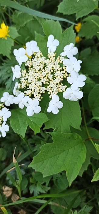 Weiße Blüten bilden einen Kranz um einen  Blütenstand aus gelben Blüten. Nahaufnahme in ca. 15 cm Abstand.
