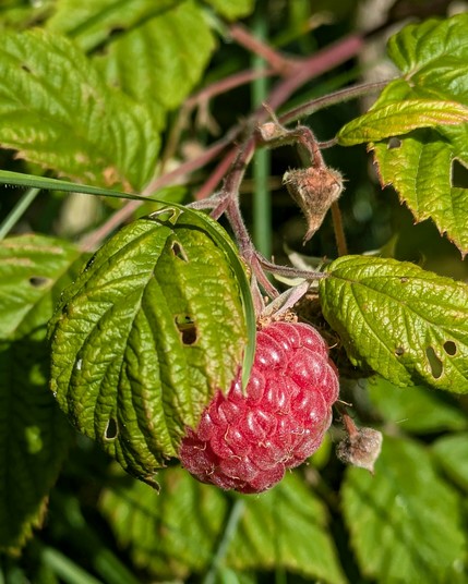 eine rote Himbeere zwischen grünen Blättern 