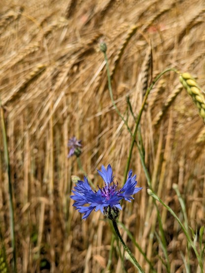 eine blau blühende Kornblume vor einem gelb werdenden Getreidefeld 