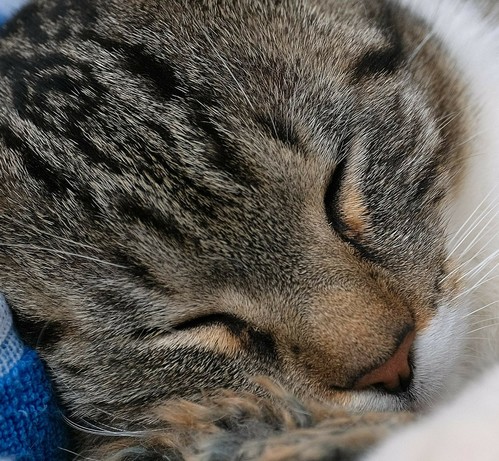 Nahaufnahme vom Kopf einer grauweiß getigerten Katze, Augen geschlossen 