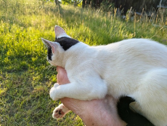eine fast weiße Katze sitzt auf Sprunggelenk und Fuß und knabbert am großen Zeh 