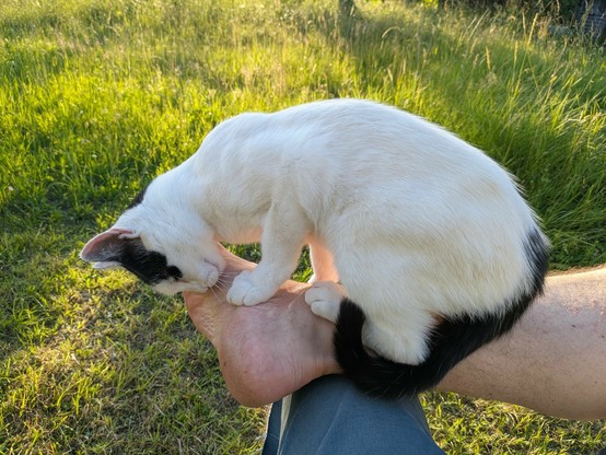 eine fast weiße Katze sitzt auf Sprunggelenk und Fuß und reibt ihren Kopf an der großen Zehe