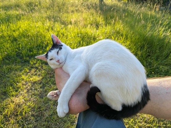 eine fast weiße Katze sitzt auf Sprunggelenk und Fuß und schaut in die Kamera 