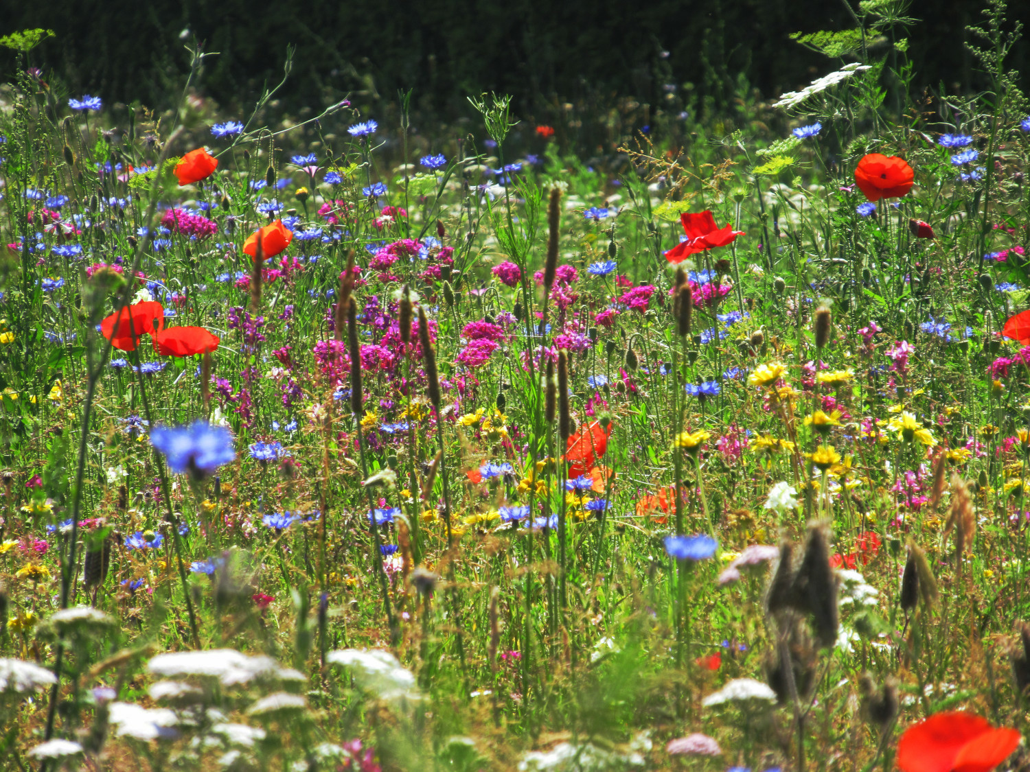 Bunte Blumenwiese mit Mohn, Kornblumen, Schafgarbe, Pechnelke, Weißspitzchen und mehr