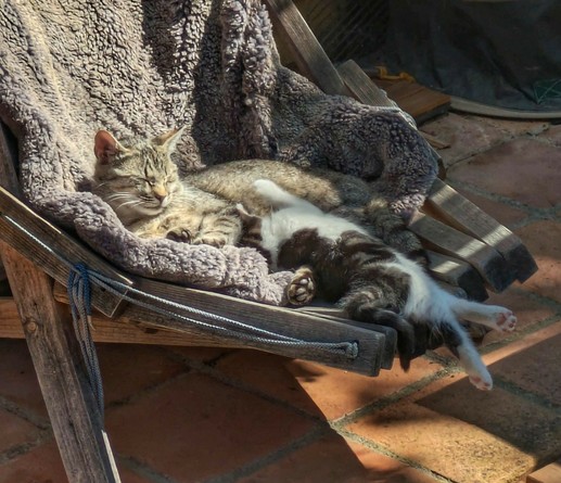 auf einem grauen Fell liegen eine graugetigerte Katzenmama und ihr beim Nuckeln eingeschlafenes Katzenkind