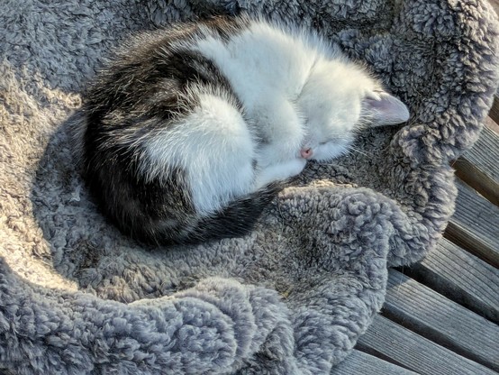 eine sehr kleine zusammen gerollte weißgrauschwarze Katze liegt auf einem grauen Fell in einem Stuhl
